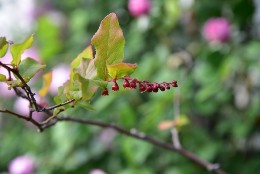 ナツハゼの花