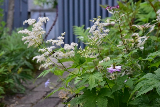 キョウカノコ白花