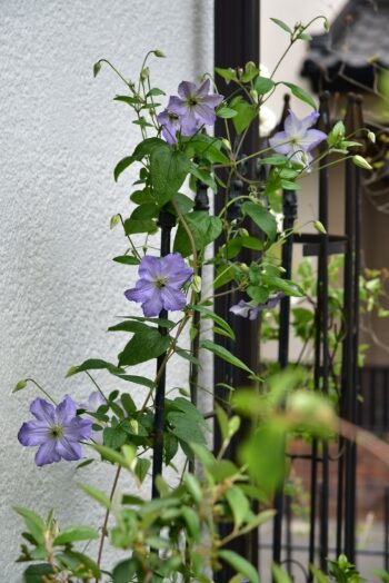 クレマチス　シーブリーズ