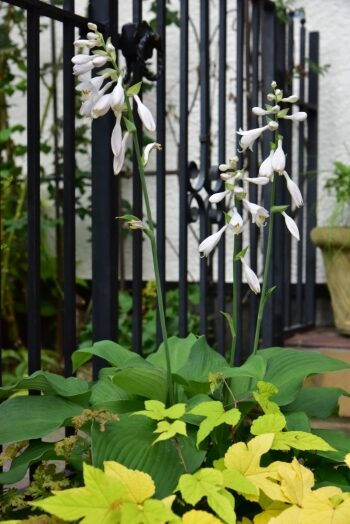 ホスタの花