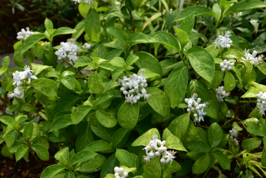 常山アジサイ　白花
